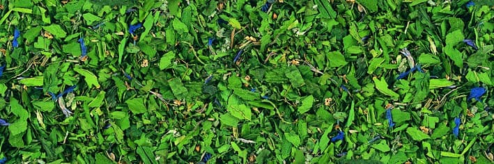 Erbe Selvatiche - Miscela di Erbe e Fiori